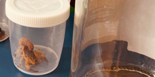 Cresce o número de aparição de escorpião em São Miguel do Iguaçu
