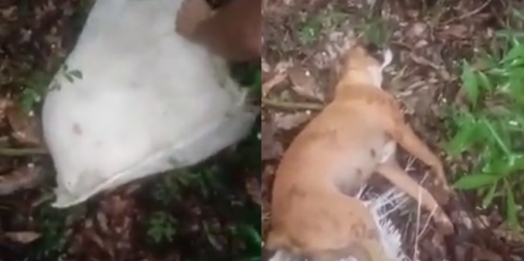 Crueldade: cachorro é colocado vivo em bolsa e lançado na mata para morrer em Santa Helena