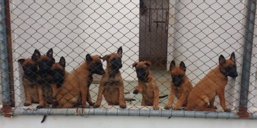 Da escolha na matilha até a aposentadoria: como é a carreira de um cão policial na Polícia Penal do Paraná?