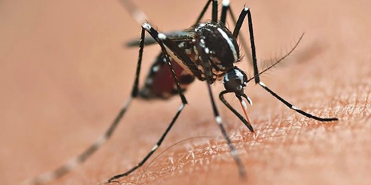 Decretada Situação de Emergência por causa da dengue em Santa Helena