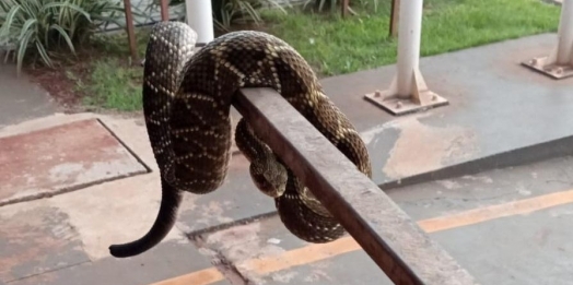 Defesa Civil captura cobra cascavel em residência no interior de Santa Helena