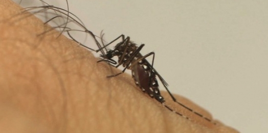 Dengue avança no Paraná com mais de 29 mil casos confirmados da doença
