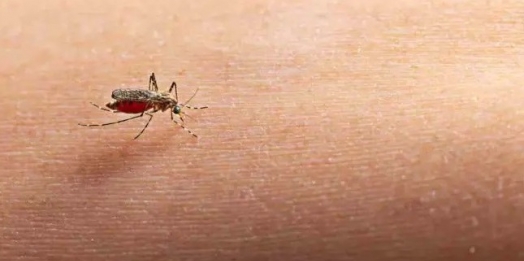 Dengue se aproxima de 7 mil casos em Foz do Iguaçu