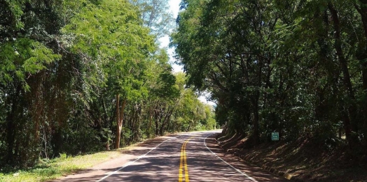 DER/PR finaliza licitação para poda de árvores em 742 km de rodovias do Oeste e Sudoeste