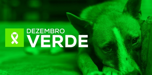 Dezembro Verde: veterinária da prefeitura de Santa Helena alerta sobre o combate ao abandono e maus-tratos aos animais