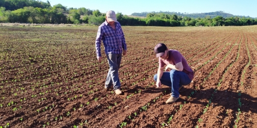 Em propriedade diversificada, produtor rural prioriza soja e gado de corte fica em segundo plano