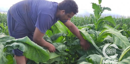 Em tempos de seca pequeno agricultor encontra no tabaco alternativa rentável