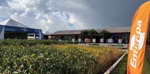 Embrapa lança novas tecnologias nesta terça, no Show Rural