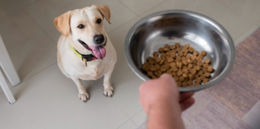 Entenda a importância da alimentação adequada para saúde do seu pet