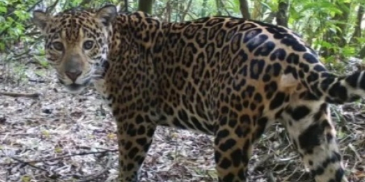 Equipe do Projeto Onças do Iguaçu confirma aparecimento de onça parda em Medianeira