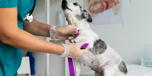 Erliquiose canina: diagnóstico precoce e prevenção são essenciais para o controle da doença