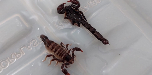 Escorpião preto encontrado em Missal não é perigoso, alerta departamento de endemias