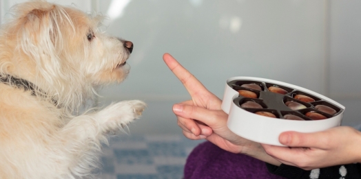 Especial Páscoa: entenda porque os animais de estimação não podem comer chocolate