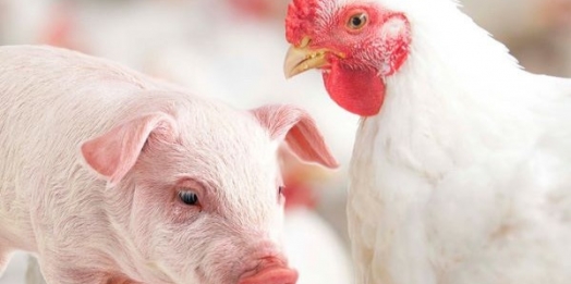 Especialista de aves e suínos da Embrapa apresenta soluções para descarte de animais