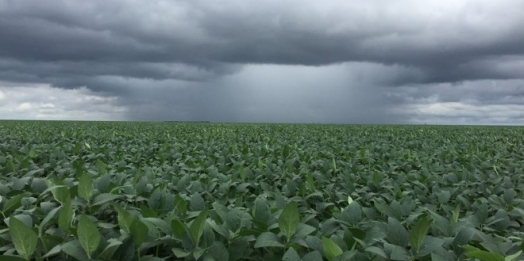 Excesso de chuva e falta de luz solar podem influenciar em produtividade menor nas lavouras de soja