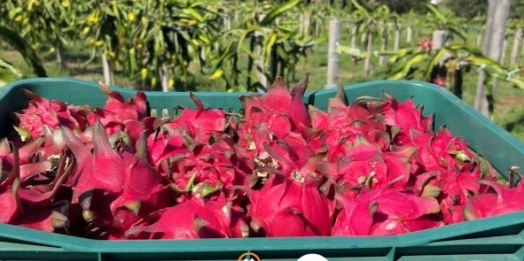 Expedição Costa Oeste: a pitaya pode ser fonte de renda extra nas propriedades rurais?