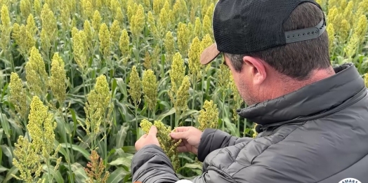 Agricultor aposta no cultivo de sorgo no lugar de milho em Santa Terezinha de Itaipu