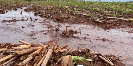 Chuvas afetam algumas lavouras e deixam produtores em alerta no oeste paranaense