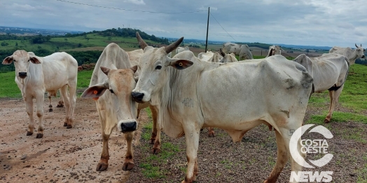 Expedição Costa Oeste: Empresário decide diversificar seus negócios com criação de gado de corte