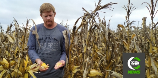 Impactos das geadas no milho safrinha refletem nos pedidos de Proagro na região