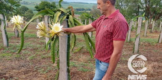 EXPEDIÇÃO COSTA OESTE: Produtor rural decide trocar  parreirais de uva por pitayas