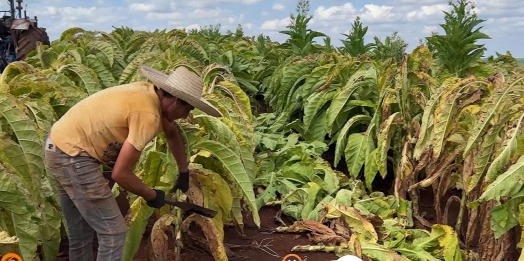 Expedição Costa Oeste: seca e crise do leite fazem pequeno agricultor voltar a cultivar fumo