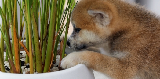 Faculdade UNIGUAÇU alerta tutores com espécies de plantas que são tóxicas para os animais