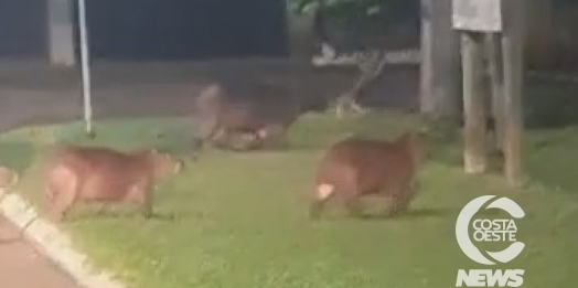 Família de capivaras é flagrada ‘passeando’ pelo Balneário de Santa Helena (vídeo)