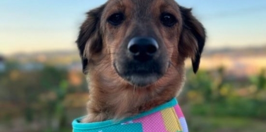 Feira de adoção animal é realizada neste sábado (20) no Hospital Veterinário UNIGUAÇU