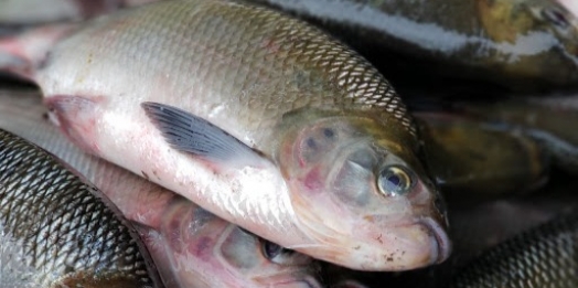 Feira do Peixe acontece hoje (01) na praça central em Santa Helena