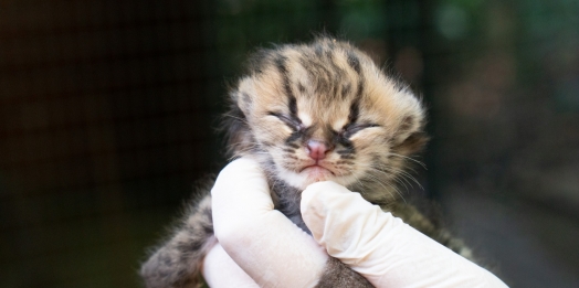 Filhote de gato-maracajá nasce na noite de Natal no Refúgio Biológico de Itaipu