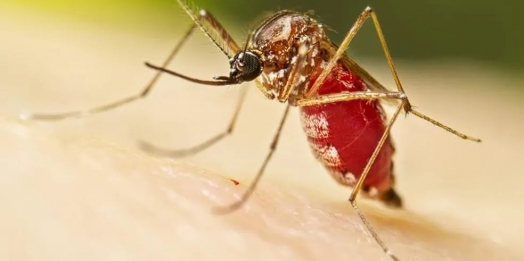 Foz do Iguaçu confirma 20ª morte por dengue em 2023, de acordo com Vigilância Epidemiológica