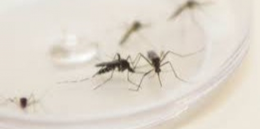 Foz do Iguaçu decreta situação de emergência por epidemia de dengue