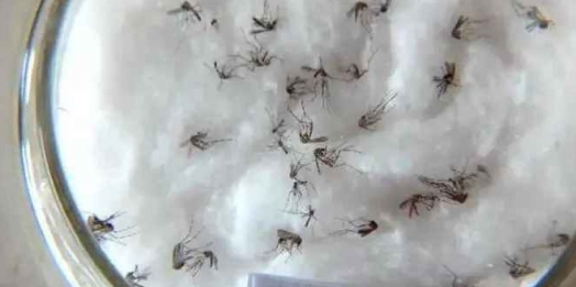 Foz do Iguaçu vê casos de dengue mais que dobrarem em uma semana