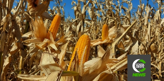 Frio tem atrapalhado, mas agricultores não param e colheita do milho safrinha segue avançando no oeste paranaense
