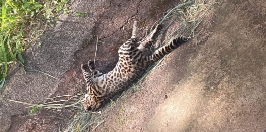 Gato do mato é encontrado morto em São Miguel do Iguaçu