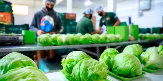 Governo libera R$ 7,9 milhões para fortalecer produção orgânica no Paraná