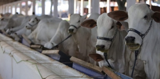 Guia de Trânsito Animal pode ser emitida por sindicatos rurais