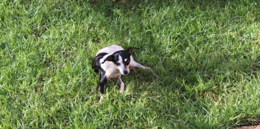 Homem atira contra cachorro em suposta tentativa de furto a residência em Santa Helena