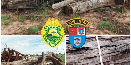 Homem é multado em R$ 12 mil por derrubar 23 árvores nativas no Paraná