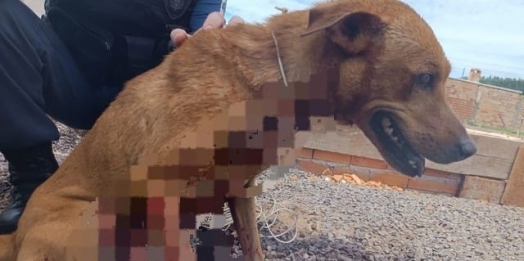 Homem é preso após esfaquear e tentar enterrar cachorro no PR