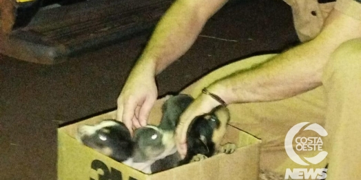 Homem é preso em Missal por maus-tratos a animais