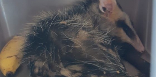 Homem é preso na Ponte Internacional da Amizade com dois gambás