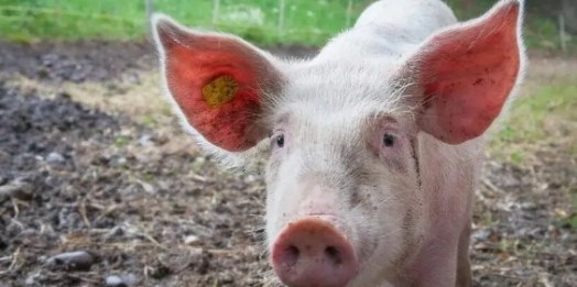 Homem oferece leitão a policial durante abordagem e acaba preso no PR