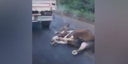 Homem que amarrou cavalo em caminhonete e transitou pela BR-163, foi ouvido e liberado