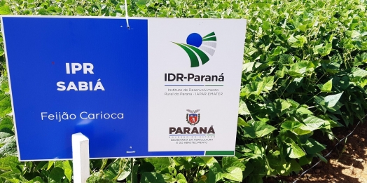 IDR-PR é responsável por duas das cultivares de feijão mais comercializadas no Brasil