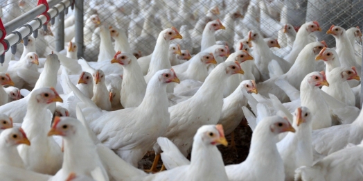 Influenza aviária ameaça exportação Brasileira