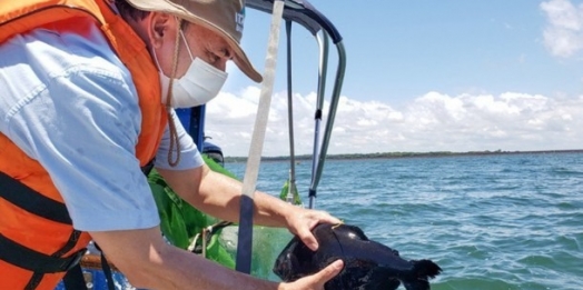 Itaipu solta peixes para pesquisa sobre comportamento de espécies migratórias