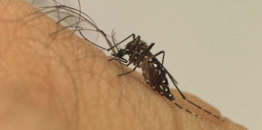 Itaipulândia registra o primeiro óbito de paciente com Chikungunya