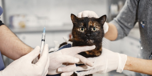 Julho Dourado: Entenda a importância de prevenir as Zoonoses e como a vacinação animal pode evitar as doenças infecciosas
